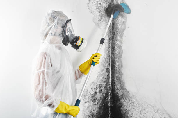 Best Mold Prevention Services  in Bainbridge, OH