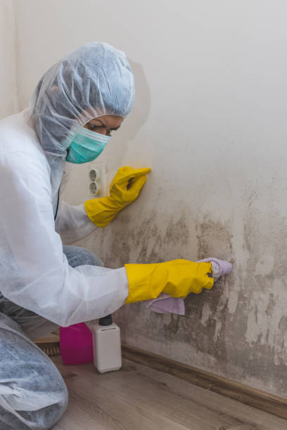 Asbestos and Lead Testing During Mold Inspection in Bainbridge, OH