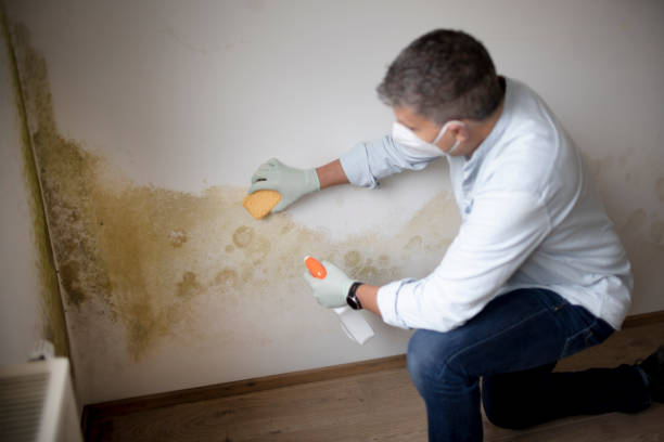 Reliable Bainbridge, OH Mold Removal Solutions