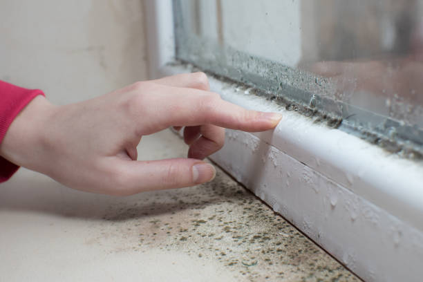 Best Attic Mold Removal  in Bainbridge, OH