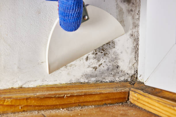 Best Industrial Mold Remediation  in Bainbridge, OH