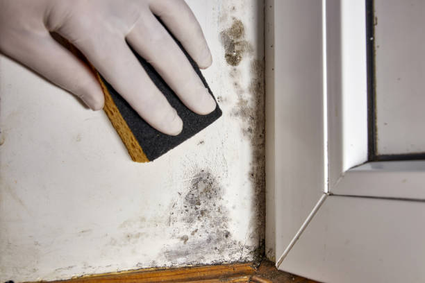Best Post-Remediation Verification Testing  in Bainbridge, OH
